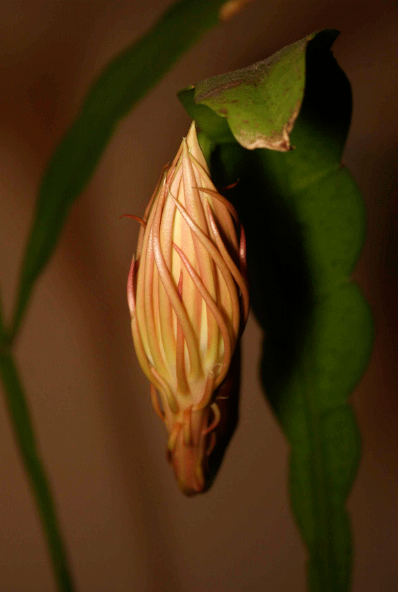 bloom